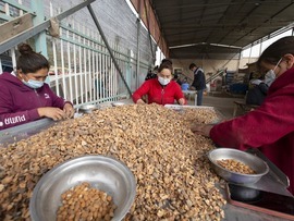 شرکت تعاونی «احمد» در شاچه کاشغر شین جیانگ؛ خریدار تضمینی محصولات کشاورزی باغداران اطراف