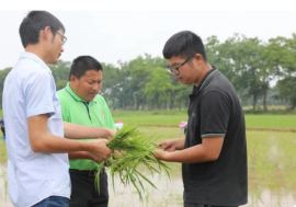 کشاورزان جوانی که رویای کار در شهر را به کاشت غلات در زادگاهشان ترجیح می‌دهند