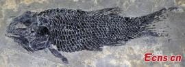 کشف فسیل ماهی 244 میلیون ساله در جنوب غربی چین