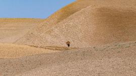 گزارش سازمان ملل: میزان تولید تریاک در افغانستان 95 درصد کاهش یافته است