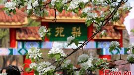 وقتی درخت گلابی 138 ساله در «هاربین» شکوفه می‌دهد + تصاویر