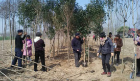 Pueblo del distrito de Lankao se enriquece con recursos de paulonia