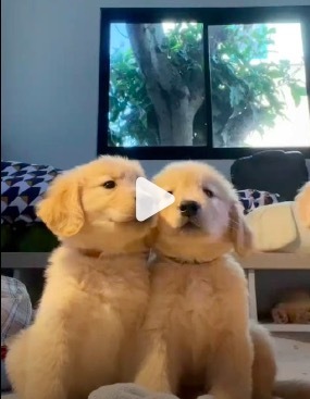 小金毛抗议幼儿园强制小狗睡午觉 网友直言小金毛“演我小时候”