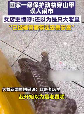 穿山甲误入闹市被众人联手救助 警方将其带走并妥善安置