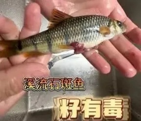 一家三口吃溪石斑鱼中毒 鱼籽毒性强需警惕