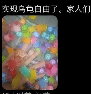 硬控全红婵的乌龟盲盒，将“喂出”上市公司“卡游” 潮玩经济新热点