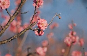 梅花报春来丨立春带你看荆楚禅院梅花烂漫