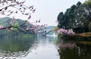 重庆华岩寺山花烂漫，花雨禅风