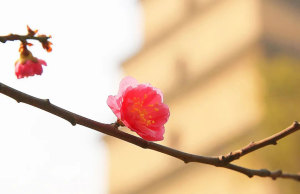 大慈恩寺春日之美，诗意盎然