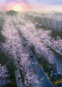 扬州鉴真路千余株樱花树绽放