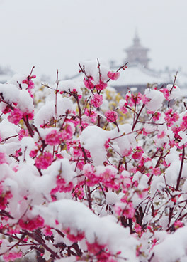 云冈石窟·四月雪