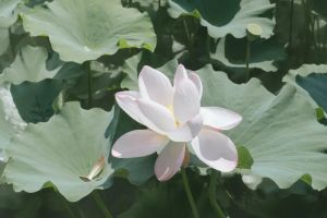 观无常，证圣果