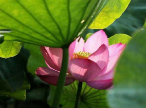 有多少人败给了“荷花定律”？