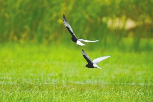 海尾国家湿地公园（试点）记录鸟类增至158种 白翅浮鸥来“做客”