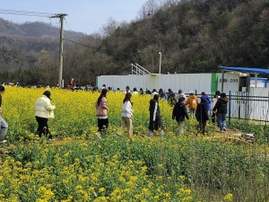 千余名大学生田间“上课”，亲手种下3000多平米“虞美人”花海