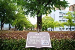 毕业20年，全班在母校认养了一棵树