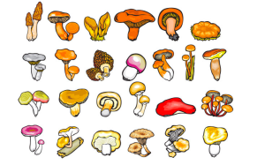 关于蘑菇“有毒”的五个谣言 快来看看！