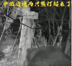 中俄边境两只熊打起来了