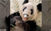 美国孟菲斯动物园更新丫丫动态 有评论称：丫丫看起来很瘦，皮毛不是很健康
