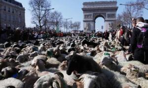 巴黎：2022只绵羊亮相香街 