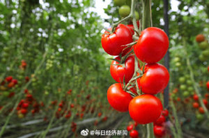 上海市抢种蔬菜8万多亩 发放2900张蔬菜保供通行证