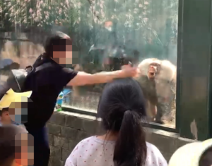 女子隔玻璃打狒狒引其暴怒撞头 小朋友也跟着模仿