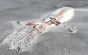 新西兰海滩现巨型深海生物尸体 游客围观