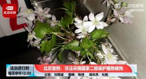 北京女子野山摘了一株花被刑拘 因系国家二级保护植物