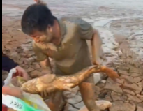 官方回应市民到鄱阳湖捡鱼：不允许 若下雨很危险