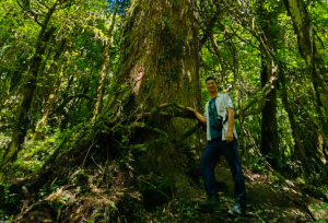 科考者揭秘中国第一巨树发现过程 380多岁83.4米高