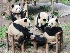 四只大熊猫凑一桌像在打麻将 一起吃苹果血战到底