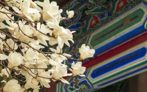 北京中山公园玉兰花绽放