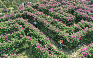 贵州黔西南：“植物迷宫”鲜花盛开
