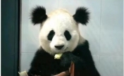 官方证实大熊猫小丫因尿毒症去世 “小丫”因为有两个可爱而潦草的“丸子头”走红网络