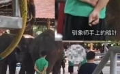 网传多人用针扎小象 小象所属公司负责人告诉记者，并不存在虐待大象，网友所谓的针其实是竹筷子