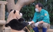 大熊猫福宝将返程回国 最快会在下个月进行