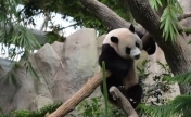 大熊猫“叻叻”即将回国 中新两国举办活动送祝福