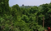 杭州：藤蔓覆盖大片树林 宛如“绿野秘境”