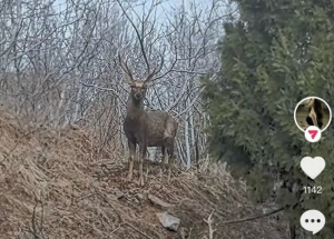 濟(jì)南網(wǎng)友爬山偶遇野生梅花鹿 相關(guān)部門：有20余只