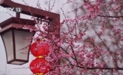 各地春日文旅升温 “赏花流量”化为“消费留量”