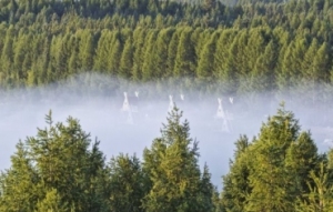 春已至！“植”绿山河