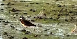 天山南北候鸟云集 新疆修复湿地留万鸟繁殖栖息