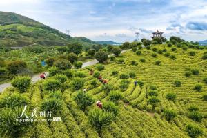 安徽芜湖：茶园美如画