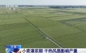 干热风预警拉响 小麦灌浆期如何保丰收？