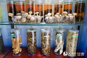 祁连山下育出国产“蘑菇芯”