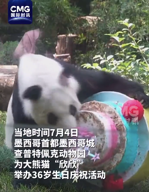海外现存最长寿大熊猫“欣欣”36岁啦！生日快乐