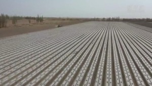Xinjiang pamuk tarlalarında ilkbahar ekimi başladı