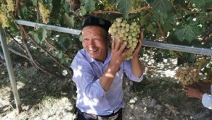 Çin'in Xinjiang bölgesinin lezzeti: Üzüm