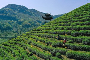 Çin çayı yapımı UNESCO listesine girdi