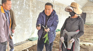 山东农业援藏高原芦笋项目启动